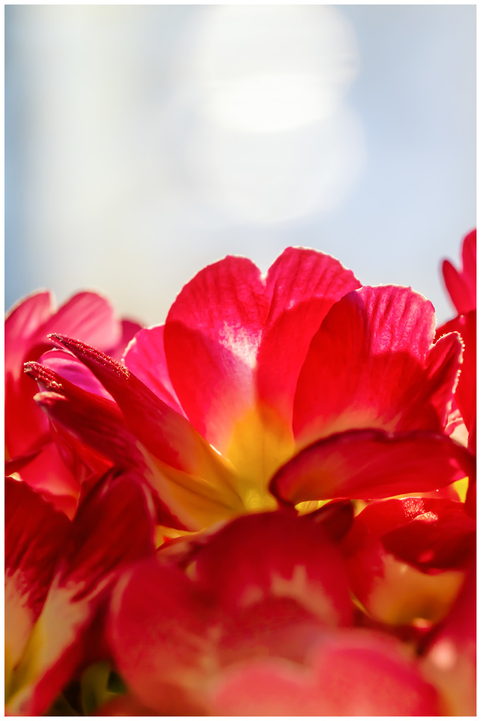 petals in the sunny window by jernst1779