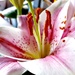 Stargazer Lily In Bloom  by jo38