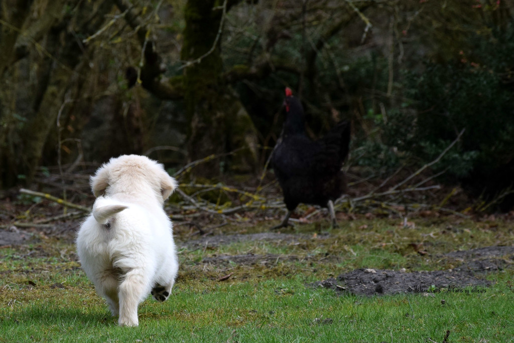 puppy chasing the hen by parisouailleurs