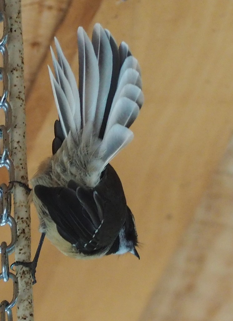 We had this wee fantail pop in yesterday  by Dawn