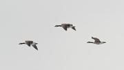 10th Mar 2019 - geese in flight