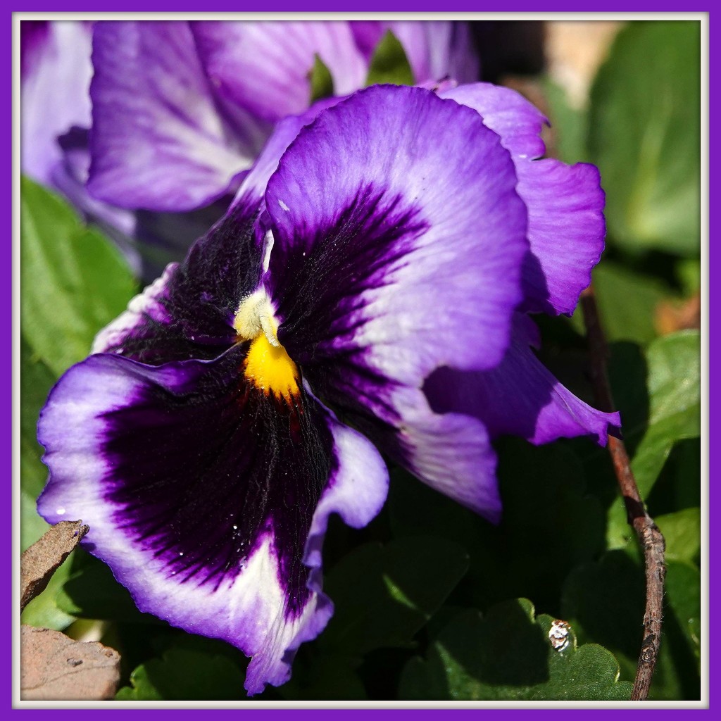 Glad for a Pansy by milaniet