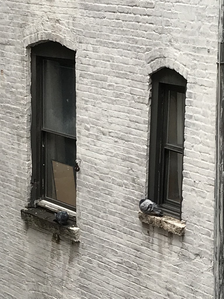 NYC pigeons  by gratitudeyear