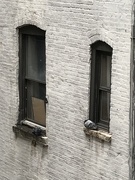 9th Mar 2019 - NYC pigeons 