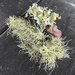 I'm lichen the moss by homeschoolmom
