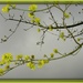 yellow dogberry by gijsje