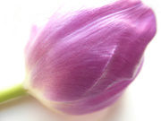 10th Mar 2019 - Purple Tulip