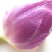Purple Tulip by shannejw