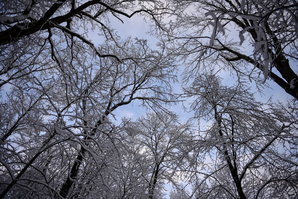 Snowy Trees by loweygrace