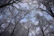 10th Mar 2019 - Snowy Trees