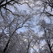 Snowy Trees by loweygrace
