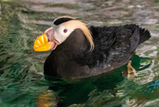 10th Mar 2019 - Tufted Puffin