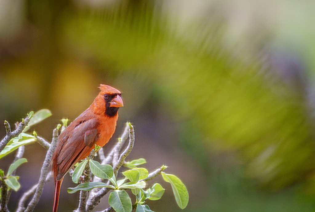 Northern Cardinal Male by jgpittenger