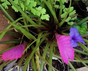 4th Mar 2019 - Tillandsia cyanea - Pink Quill  Plant ~      