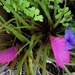 Tillandsia cyanea - Pink Quill  Plant ~       by happysnaps