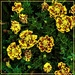 Bi-Colour Marigolds ~     by happysnaps