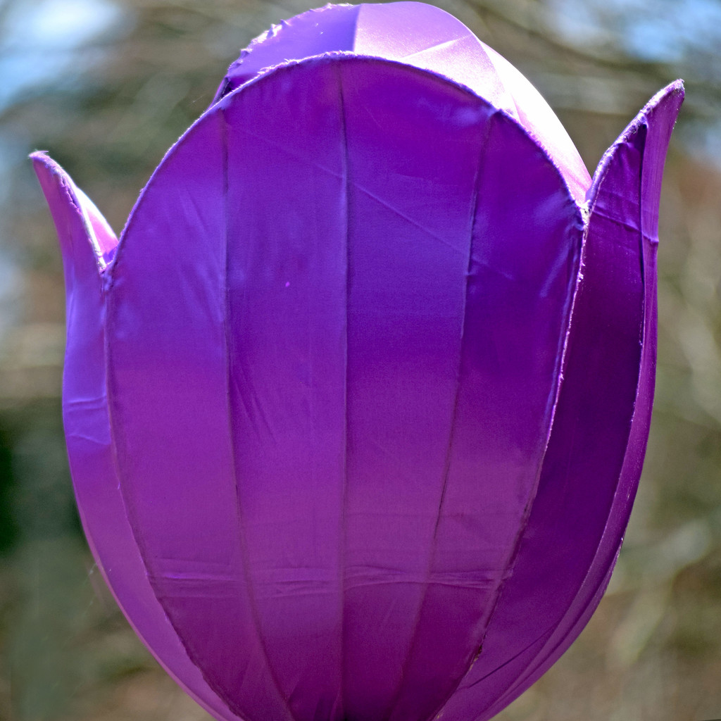 Purple Japanese Lantern by dsp2