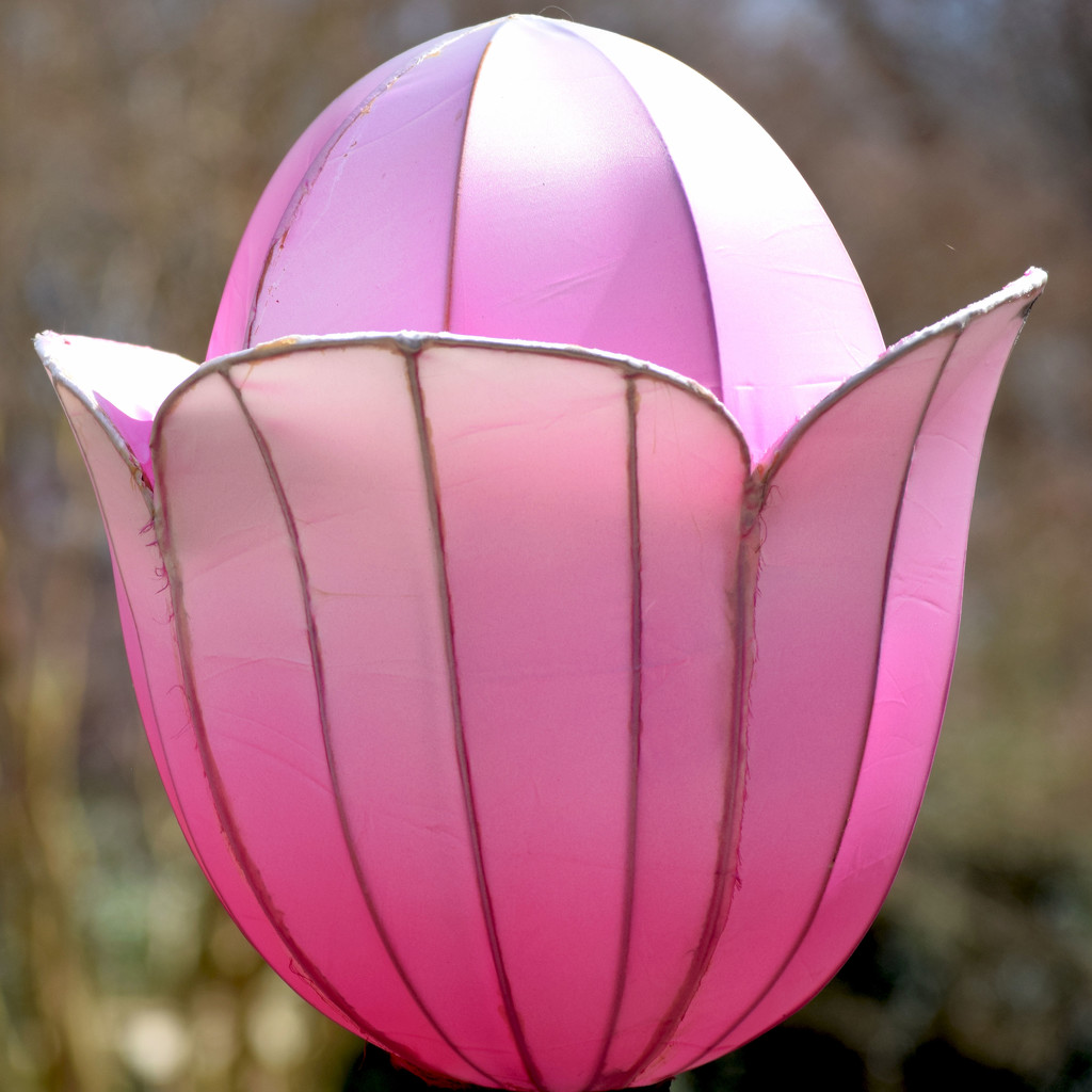 Pink Japanese Lantern by dsp2