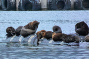 11th Mar 2019 - More Seals 