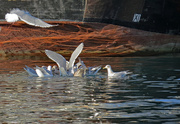8th Mar 2019 - Seagull scrimmage