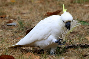 11th Mar 2019 - ....and a white cockatoo :)
