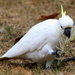 ....and a white cockatoo :) by gilbertwood