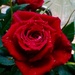 Rose by jacqbb