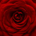 A red red rose by m2016