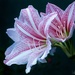 Pink Striped Hippeastrum by bella_ss