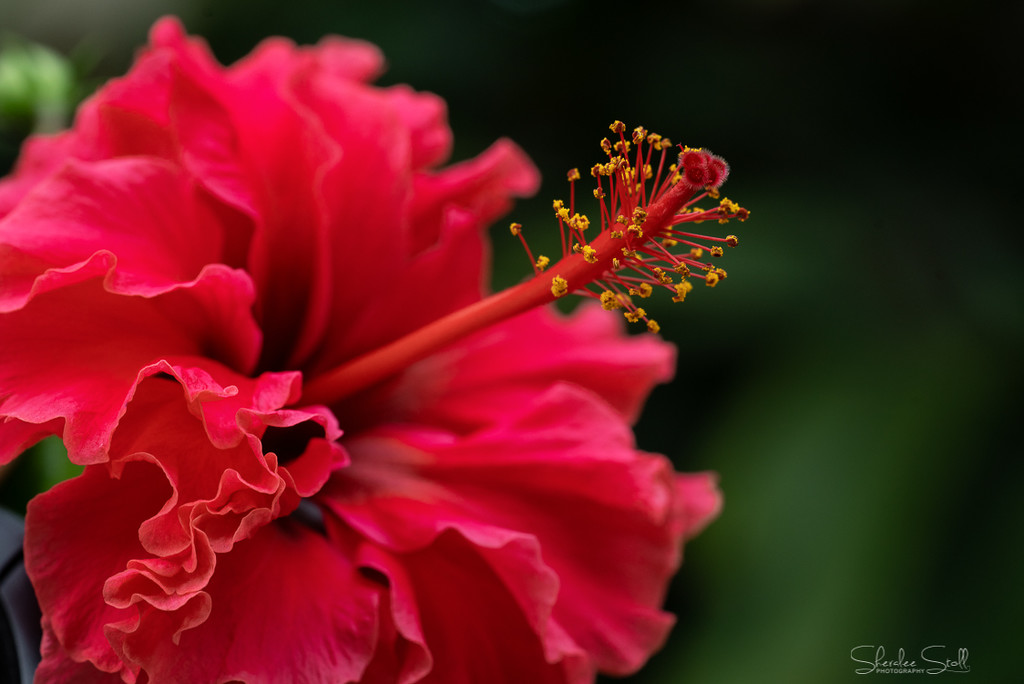 Red Double Hibiscus by bella_ss