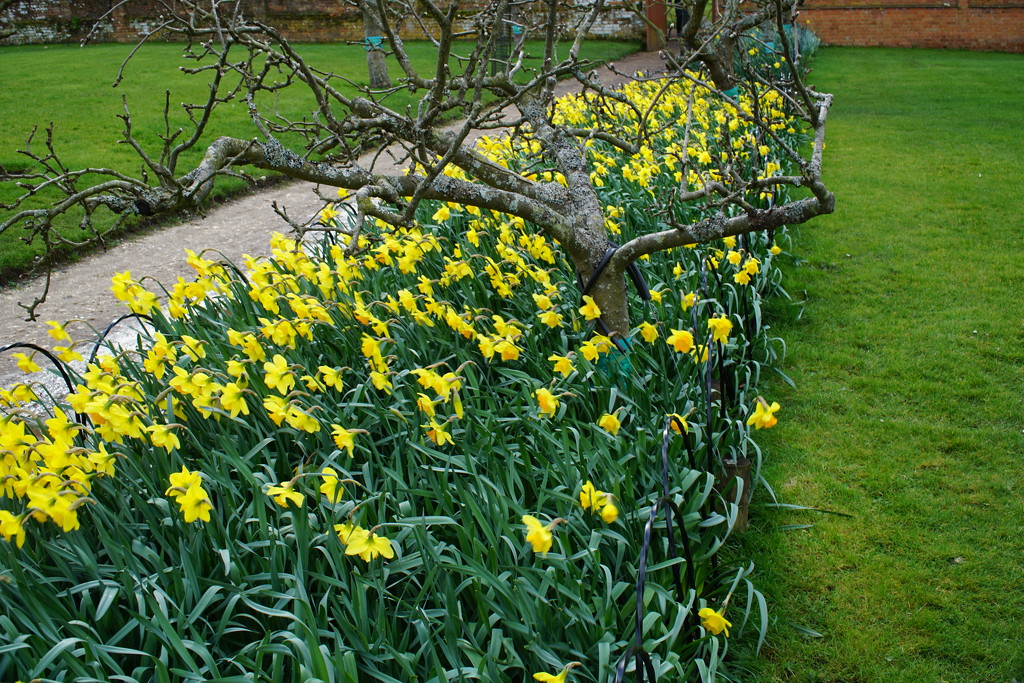 Sending spring daffodils.... by quietpurplehaze