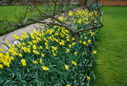 11th Mar 2019 - Sending spring daffodils....