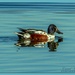 Shoveler Duck by carolmw