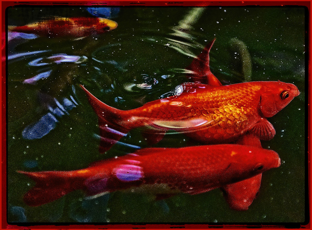Red Fish  by gardencat