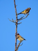 11th Mar 2019 - Goldfinches
