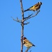 Goldfinches by mattjcuk