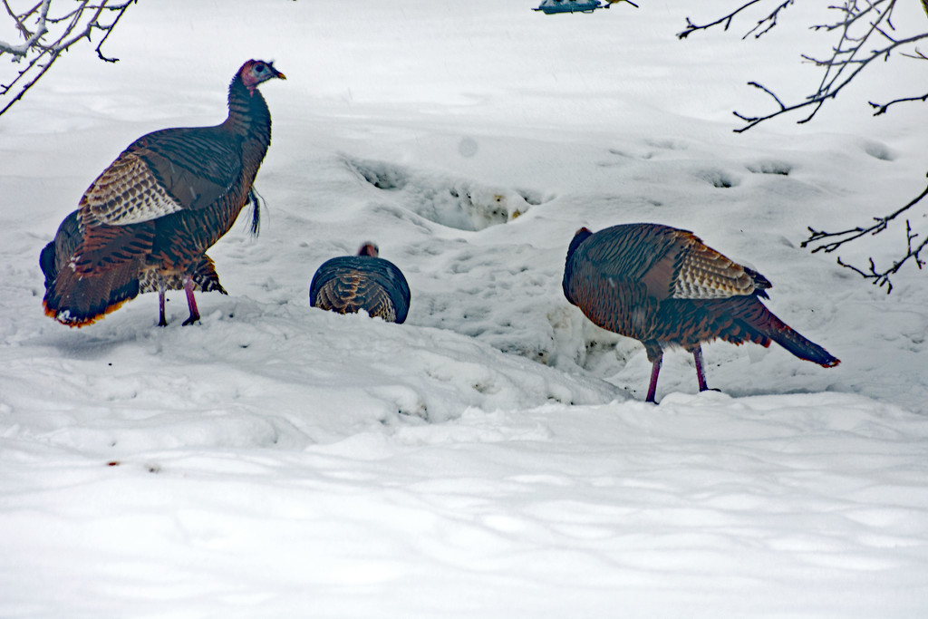 Turkeys Have Found Us by farmreporter
