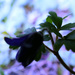 blue anemone by marijbar
