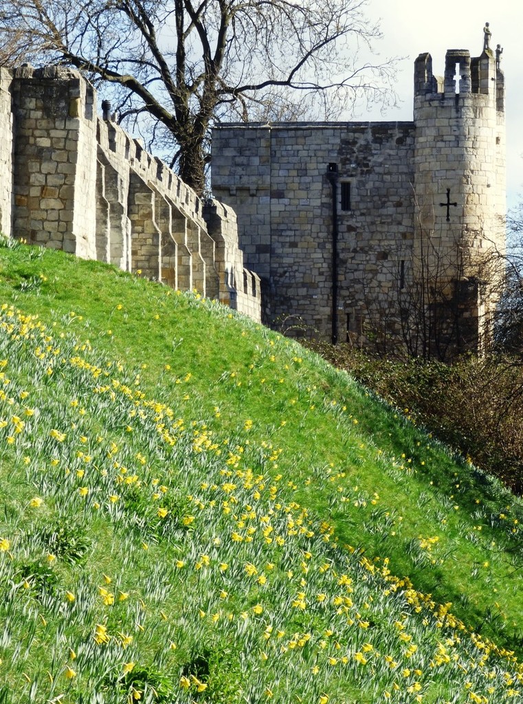 Daffodils beside York city walls by fishers