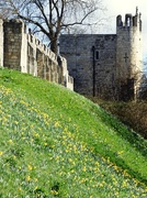 11th Mar 2019 - Daffodils beside York city walls
