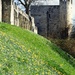 Daffodils beside York city walls by fishers