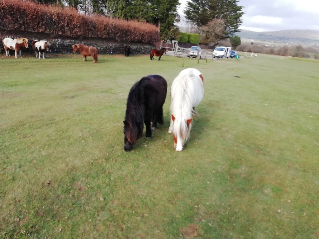 Ponies on Whitchurch Down. by jennymdennis