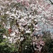 Magnolia at Lanhydrock by jennymdennis