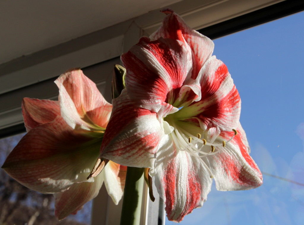 Amaryllis in the window by busylady
