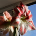 Amaryllis in the window by busylady
