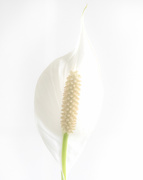 11th Mar 2019 - Peace Lilly