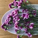 Mini-carnations  by beckyk365