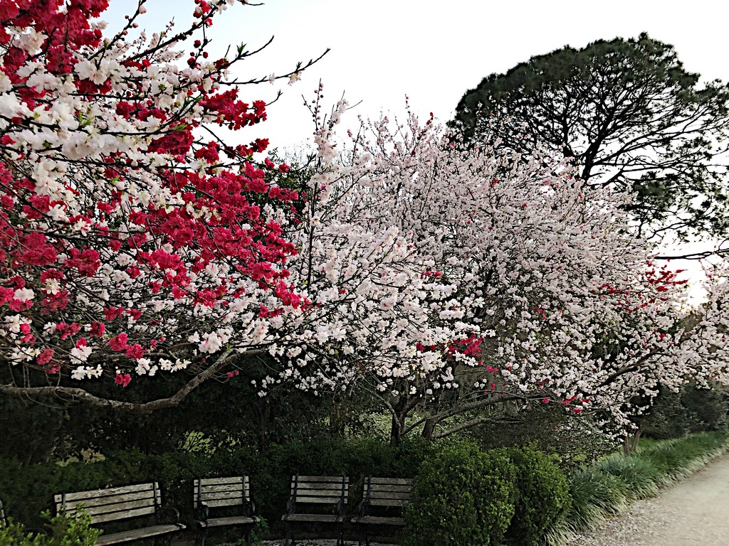 Flowering trees at peak bloom at Hampton Park in Charleston. by congaree