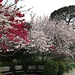 Flowering trees at peak bloom at Hampton Park in Charleston. by congaree