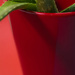 Aloe vera by rumpelstiltskin